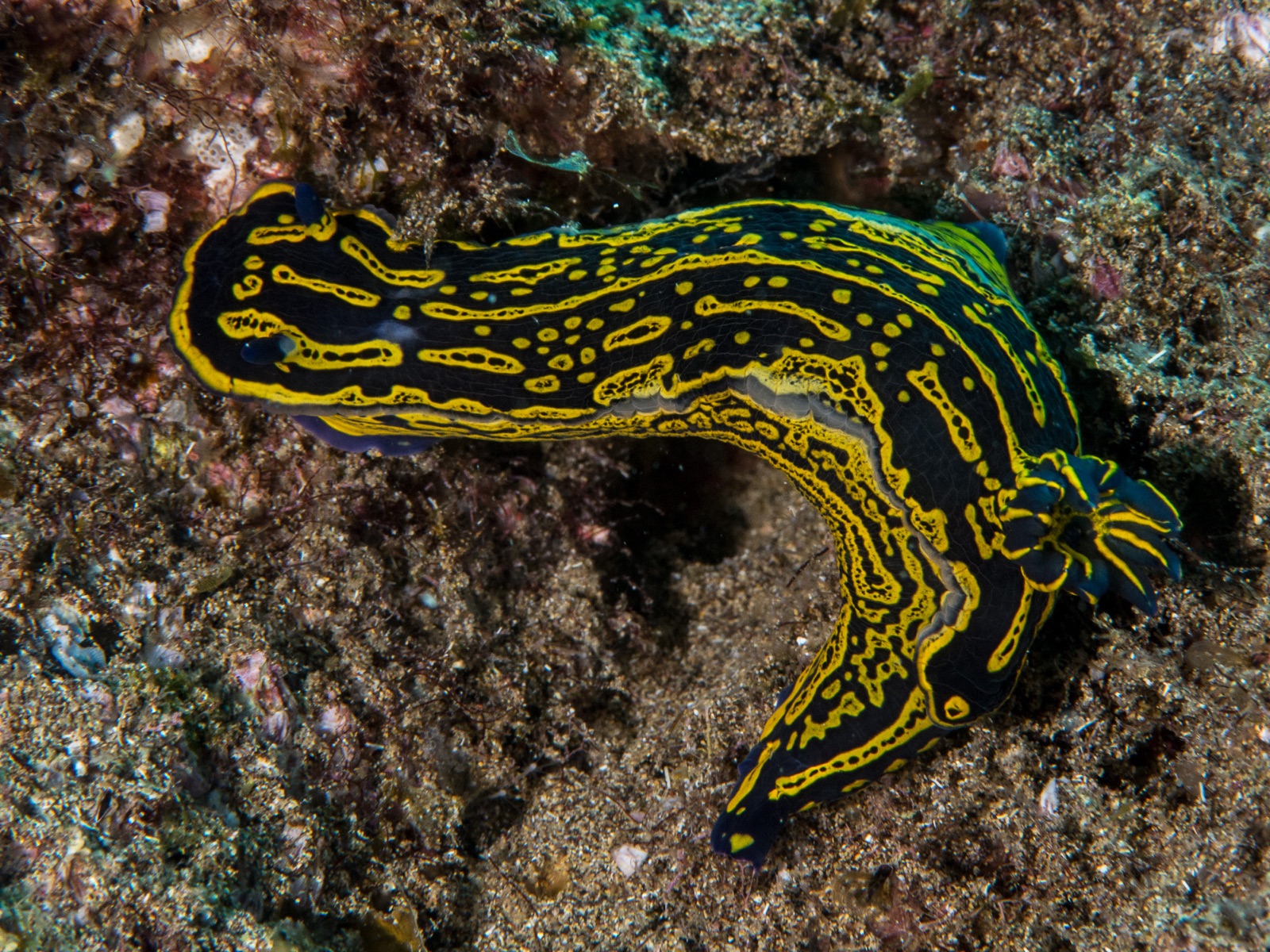 Scuba diving in Lanzarote