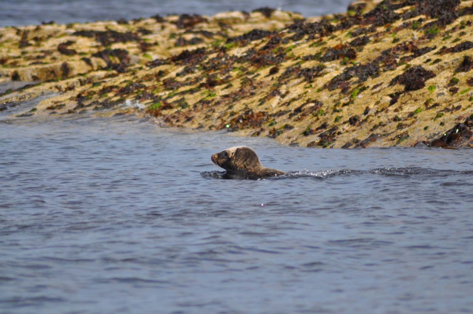 Scapa Flow