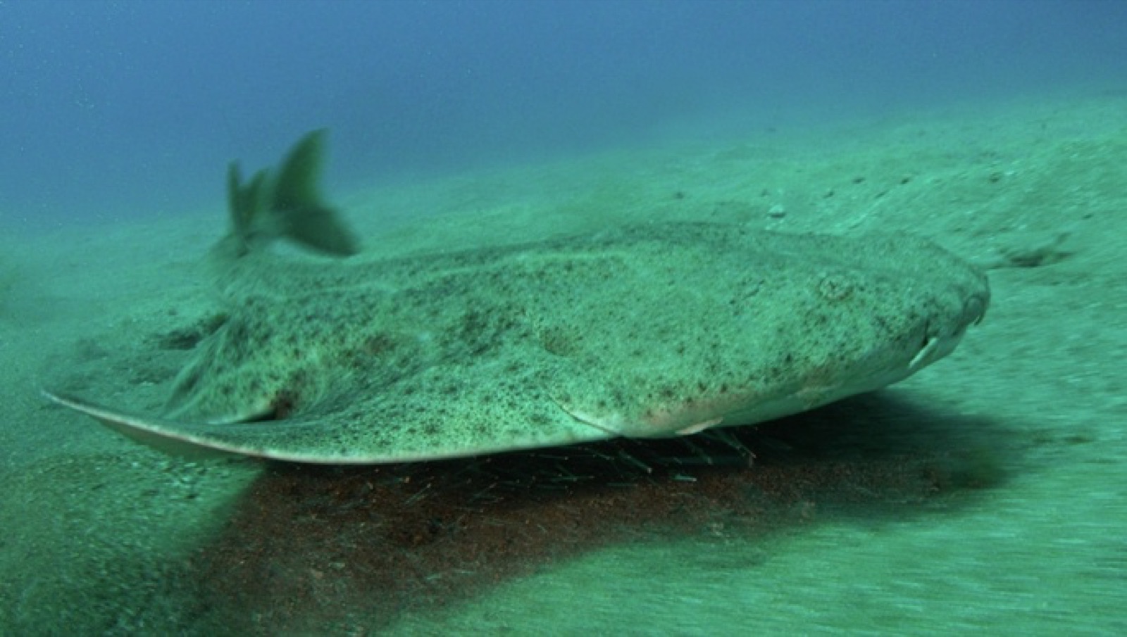 Angel Sharks (Squatina squatina) swimming in natural habitat