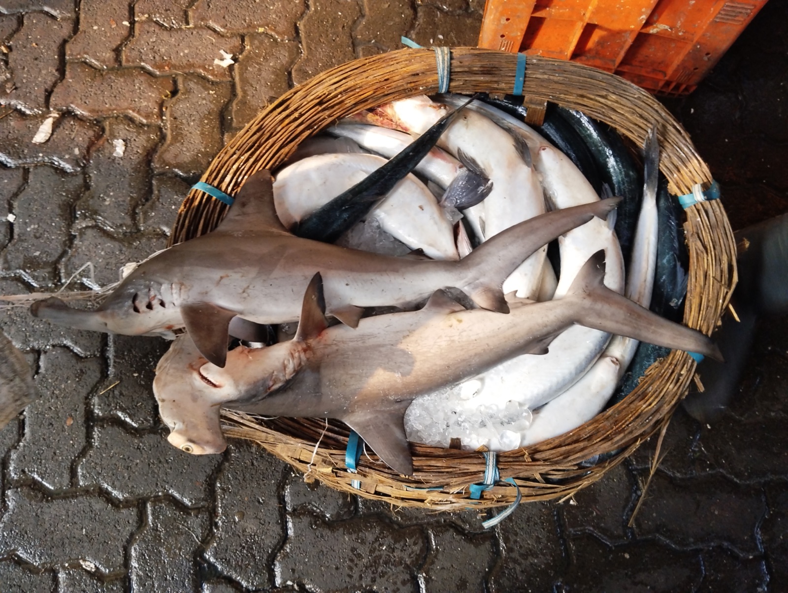Hammerhead Sharks (Sphyrna lewini / Sphyrna mokarran) swimming in natural habitat