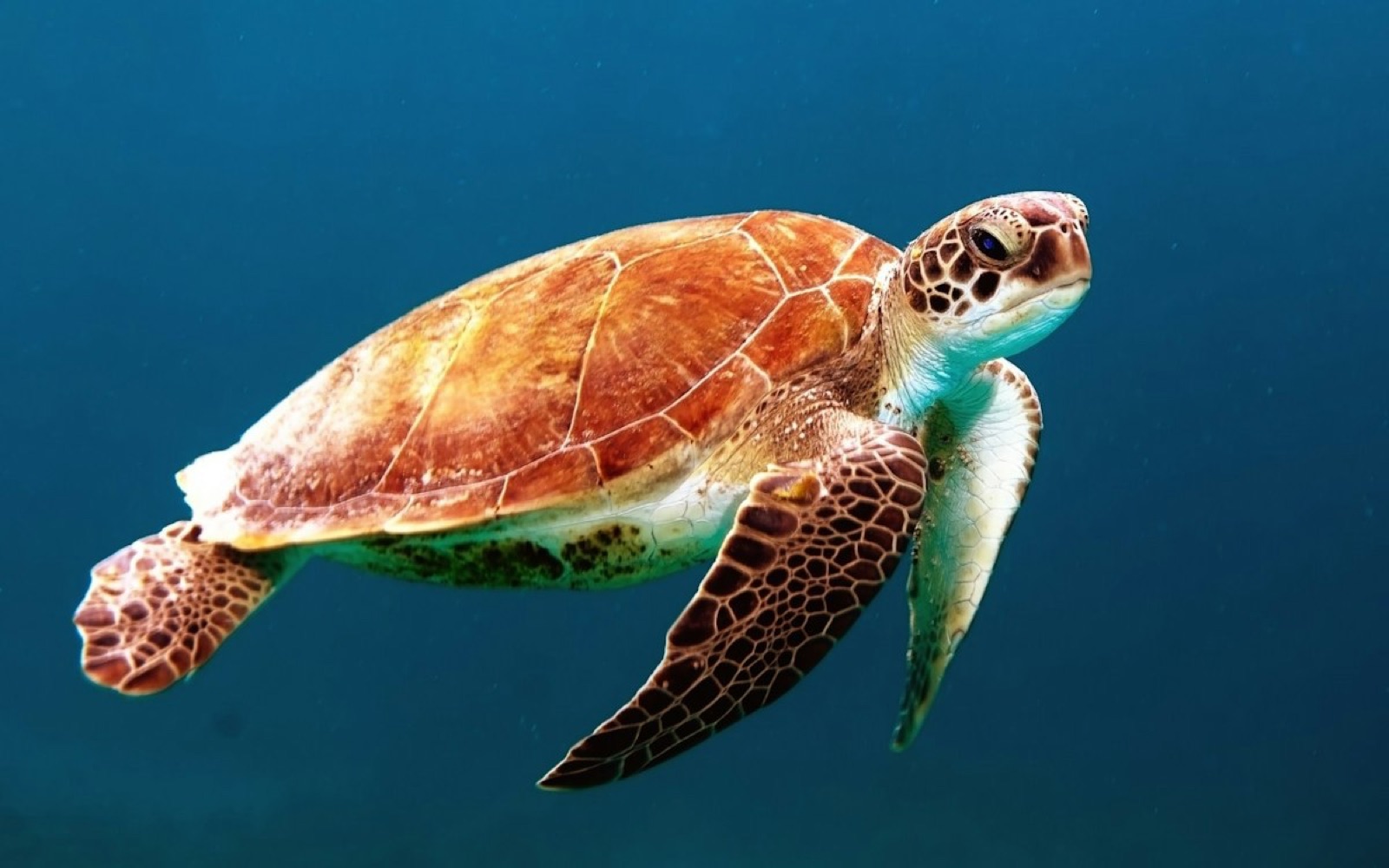 Turtles (Chelonioidea) swimming in natural habitat