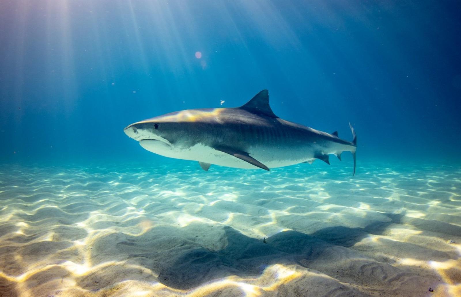 Whale Sharks (Rhincodon typus) swimming in natural habitat
